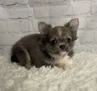 Abby, a female Chihuahua for sale in Starr, SC – Photo 1 of 6