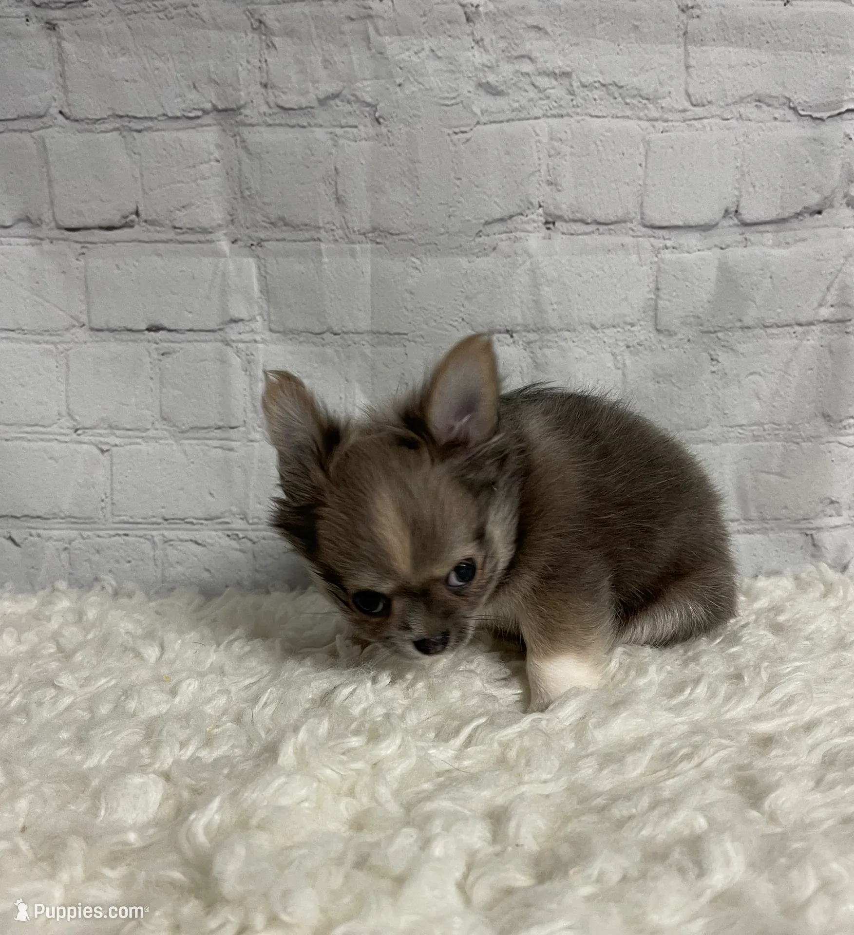 Abby, a female Chihuahua for sale in Starr, SC – Photo 2 of 6