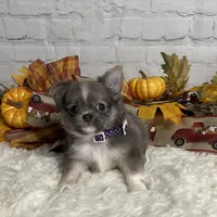 Abby, a female Chihuahua for sale in Starr, SC – Photo 6 of 6