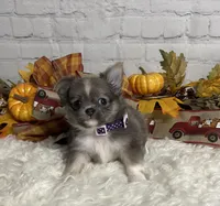 Abby, a female Chihuahua for sale in Starr, SC – Photo 6 of 6