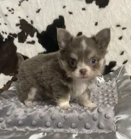 Noodle, a male Chihuahua for sale in Starr, SC – Photo 6 of 7