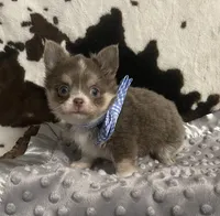 Noodle, a male Chihuahua for sale in Starr, SC – Photo 7 of 7