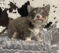 Noodle, a male Chihuahua for sale in Starr, SC – Photo 5 of 7