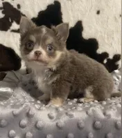 Noodle, a male Chihuahua for sale in Starr, SC – Photo 4 of 7