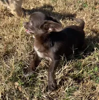 Cheeko, a male Chihuahua for sale in Starr, SC – Photo 5 of 7
