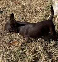 Cheeko, a male Chihuahua for sale in Starr, SC – Photo 2 of 7