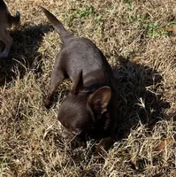 Cheeko, a male Chihuahua for sale in Starr, SC – Photo 6 of 7