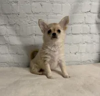 Mochi, a male Chihuahua for sale in Starr, SC – 4 of 4
