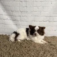 Callie, a female Chihuahua for sale in Starr, SC – Photo 2 of 2