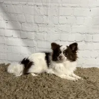 Callie, a female Chihuahua for sale in Starr, SC – Photo 1 of 2