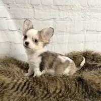 Loki, a male Chihuahua for sale in Starr, SC – Photo 1 of 5