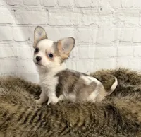 Loki, a male Chihuahua for sale in Starr, SC – Photo 1 of 5