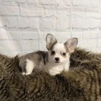 Loki, a male Chihuahua for sale in Starr, SC – Photo 2 of 5