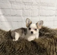 Loki, a male Chihuahua for sale in Starr, SC – Photo 2 of 5