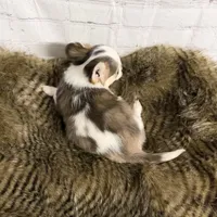 Loki, a male Chihuahua for sale in Starr, SC – Photo 4 of 5