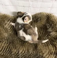 Loki, a male Chihuahua for sale in Starr, SC – Photo 4 of 5