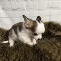 Loki, a male Chihuahua for sale in Starr, SC – Photo 3 of 5