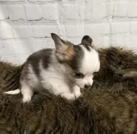 Loki, a male Chihuahua for sale in Starr, SC – Photo 3 of 5