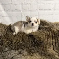 Loki, a male Chihuahua for sale in Starr, SC – Photo 5 of 5