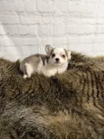 Loki, a male Chihuahua for sale in Starr, SC – Photo 5 of 5