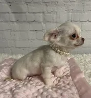 Tiny Princess, a female Chihuahua for sale in Starr, SC – Photo 1 of 5