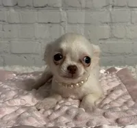 Tiny Princess, a female Chihuahua for sale in Starr, SC – Photo 2 of 5