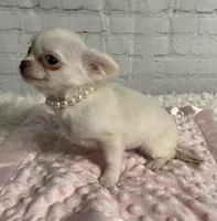 Tiny Princess, a female Chihuahua for sale in Starr, SC – Photo 4 of 5