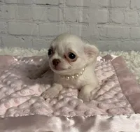 Tiny Princess, a female Chihuahua for sale in Starr, SC – Photo 3 of 5