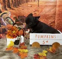 Cadbury, a male Chihuahua for sale in Starr, SC – Photo 3 of 7