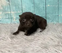 Cadbury, a male Chihuahua for sale in Starr, SC – Photo 4 of 7