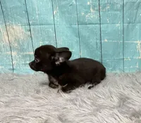 Cadbury, a male Chihuahua for sale in Starr, SC – Photo 7 of 7