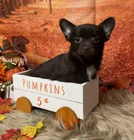 Cadbury, a male Chihuahua for sale in Starr, SC – Photo 1 of 7