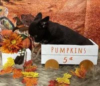 Cadbury, a male Chihuahua for sale in Starr, SC – Photo 2 of 7