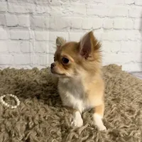 Sugar, a female Chihuahua for sale in Starr, SC – Photo 1 of 7