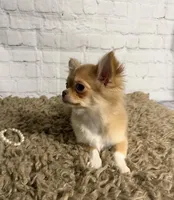 Sugar, a female Chihuahua for sale in Starr, SC – Photo 1 of 7