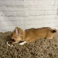 Sugar, a female Chihuahua for sale in Starr, SC – Photo 3 of 7