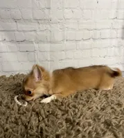 Sugar, a female Chihuahua for sale in Starr, SC – Photo 3 of 7