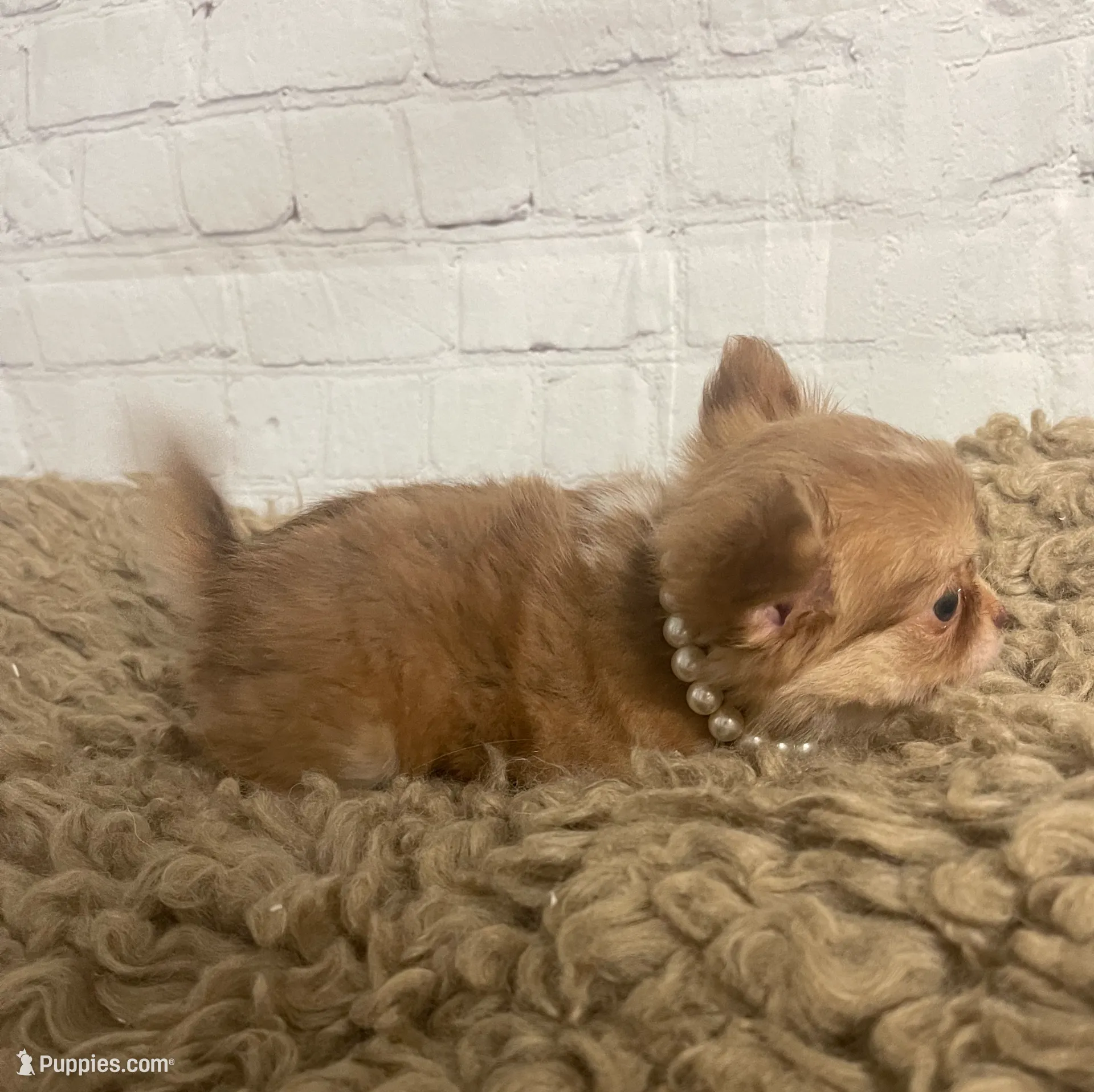 Sugar, a female Chihuahua for sale in Starr, SC – Photo 7 of 7