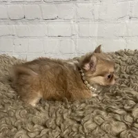 Sugar, a female Chihuahua for sale in Starr, SC – Photo 6 of 7