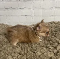 Sugar, a female Chihuahua for sale in Starr, SC – Photo 6 of 7