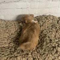 Sugar, a female Chihuahua for sale in Starr, SC – Photo 5 of 7