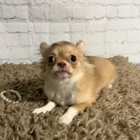 Sugar, a female Chihuahua for sale in Starr, SC – Photo 2 of 7