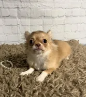 Sugar, a female Chihuahua for sale in Starr, SC – Photo 2 of 7