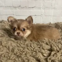 Sugar, a female Chihuahua for sale in Starr, SC – Photo 4 of 7