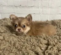 Sugar, a female Chihuahua for sale in Starr, SC – Photo 4 of 7