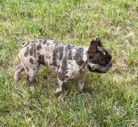 Nugget, a female French Bulldog for sale in Starr, SC – Photo 8 of 9