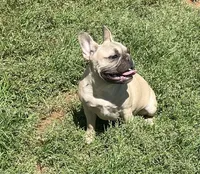 Nugget, a female French Bulldog for sale in Starr, SC – Photo 4 of 9