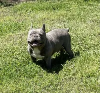 Nugget, a female French Bulldog for sale in Starr, SC – Photo 9 of 9