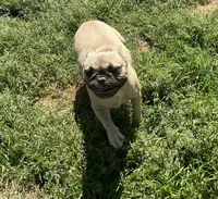 Nugget, a female French Bulldog for sale in Starr, SC – Photo 5 of 9