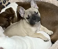 Nugget, a female French Bulldog for sale in Starr, SC – Photo 7 of 9
